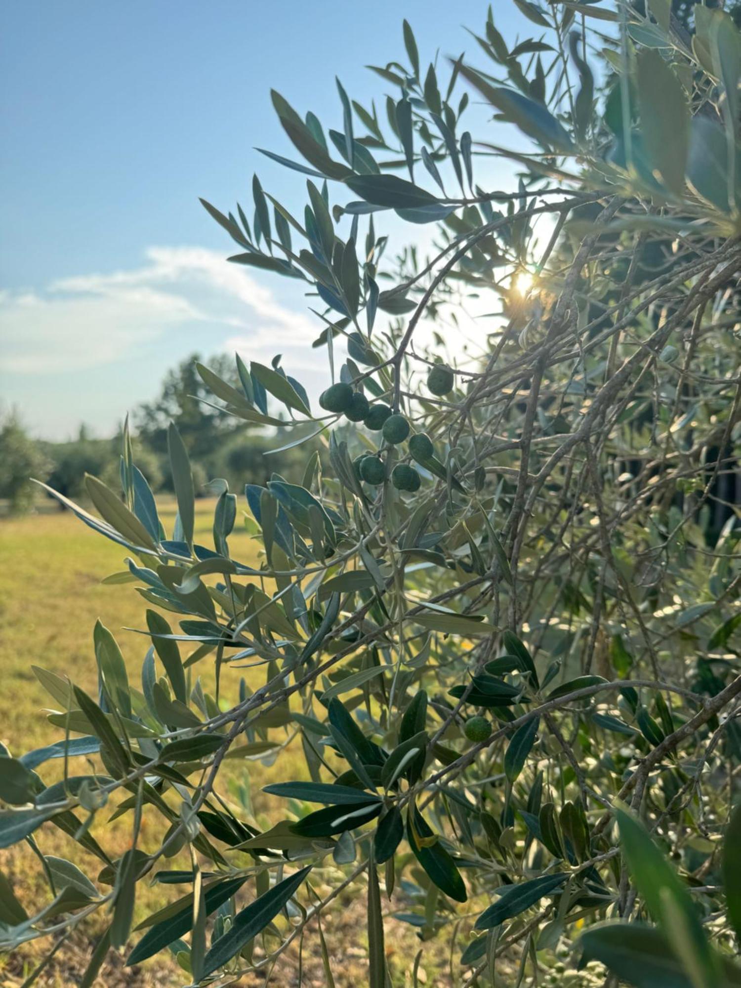 Villa Castiglione インプルネータ エクステリア 写真